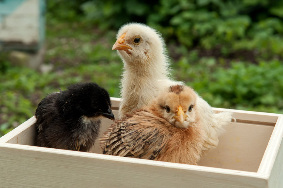 Where to Buy Chickens